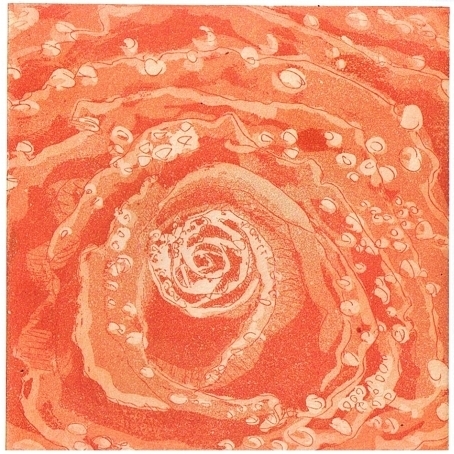 Rosa Centifolia - Sexualorgan, 2008, Aquatinta Radierung, 20 x 20 cm Rosa Centifolia - Sexualorgan